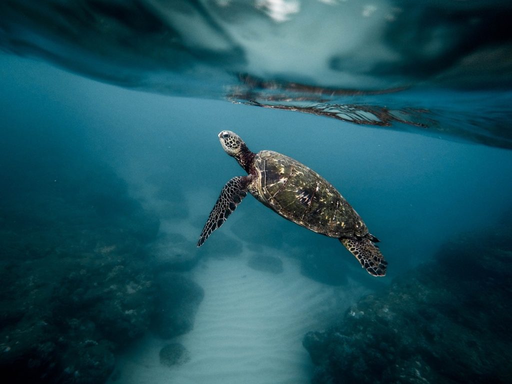 animal, turtle, aquatic-1866808.jpg